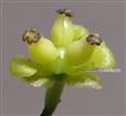  Female flower
